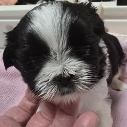 Dixie - Black and white female Shih Tzu puppy in Filer, Idaho from Shih Tzu Kennels