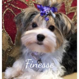 Nessa - Biewer Terrier