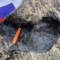 Poodle and Whoodle Puppies from Kalin’s K9s