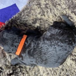 Poodle and Whoodle Puppies from Kalin’s K9s