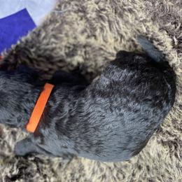 Poodle and Whoodle Puppies from Kalin’s K9s