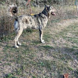 Floki - Brindle male Anatolian Shepherd Dog puppy in Daggett, Michigan from T&S Anatolians