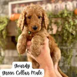 Gourdy- Green Collar - Red  male Goldendoodle puppy in Taylorsville, North Carolina from Doggone Dixie Doodles