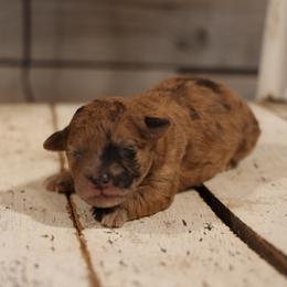 Max - Merle male Whoodle puppy in West Bend, Iowa from Blue Skies Terriers