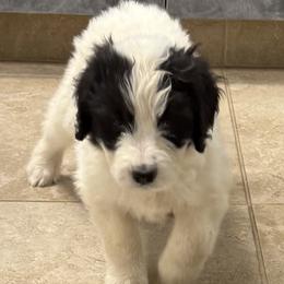 Maci - female Newfypoo puppy in San Antonio, Texas from Mammoth Doodles