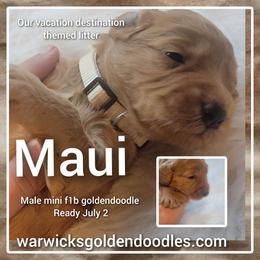 Goldendoodle Puppies from Stacy Warwick