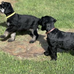 Giant Schnauzer Puppies from Hannah's Haus & Farm