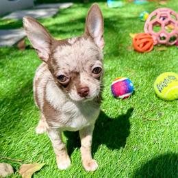 AKC Mario - Merle male Chihuahua puppy in Cincinnati, Ohio from Cincy Chis
