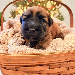 Boy 8 - Wheaten male Soft Coated Wheaten Terrier puppy in Fowler, Ohio from Warzalas wheatens
