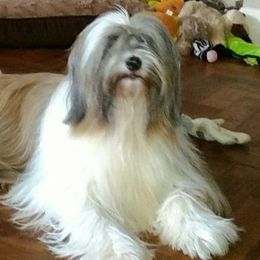 Tibetan Terriers from Walsh Tibetan Terriers