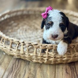 Spritz - Tri-color female Bernedoodle puppy in Santa Barbara, California from K+C Doodles