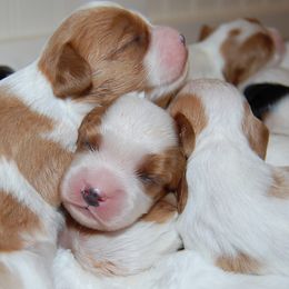 Cavalier King Charles Spaniels and Cavapoos from Dogwood & Sassafras Companions