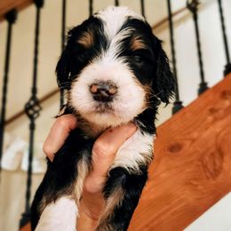 Ringo - Phantom male Bernedoodle puppy in Pollock Pines, California from Ten Acre Wood Doodles