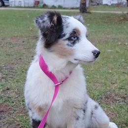 Hope - Blue merle female Australian Shepherd puppy in Browerville, Minnesota from Rustic River Ranch Aussies
