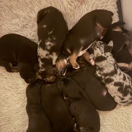 Catahoula Leopard Dog Puppies from Cottonwood Creek Catahoula’s