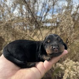 Nougat - Black and tan male Dachshund puppy in Inverness, Florida from Canaan Farm Corgis