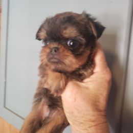 Kaoss - Belge male Brussels Griffon puppy in Nc, Florida from Brusseluv2