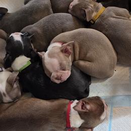 Boston Terriers from 907 Bostons