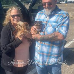 Yorkshire Terriers from Alabama Yorkies of the South (Sierra’s Yorkshire Terrier Babies)