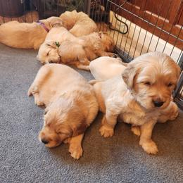 Boy 2 - Golden Golden Retriever puppy in Payson, Arizona from Bullet Retrievers