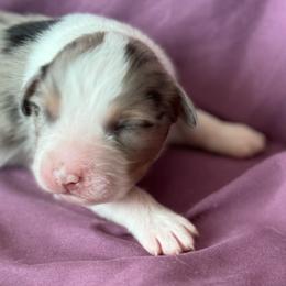 Girl 2 - Blue merle female Australian Shepherd puppy in Rosamond, California from Fly by Nite Australian Shepherds