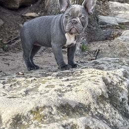 Princess (girl) - French Bulldog puppy from Let's keep it frenchie!