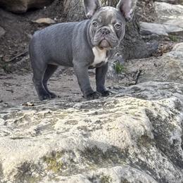 Princess (girl) - French Bulldog puppy from Let's keep it frenchie!