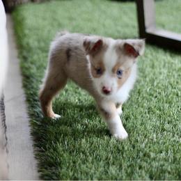 Beignet - Red merle male Miniature Australian Shepherd puppy in Liberty Hill, Texas from Stone & Sage ATX Toy & Mini Aussies