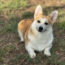 Pembroke Welsh Corgi puppies from Red White & Bluie Corgi