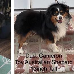 Miniature Australian Shepherds from Astrids Mini/Toy Aussies