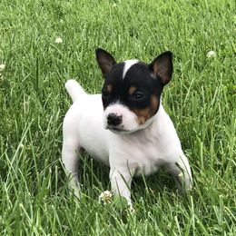 Rat Terrier Puppies from Mary ann Whipple's Rat Terriers
