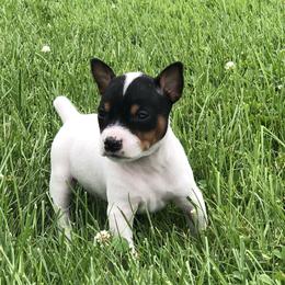 Rat Terrier Puppies from Mary ann Whipple's Rat Terriers