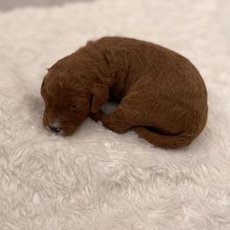 Riley - Red  male Goldendoodle puppy in Kansas City, Kansas from Bella & Ivy’s Mini Goldendoodles of KC