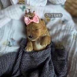 Juliet - female Cavapoochon puppy in Bullard, Texas from Cavapoochon Central LLC