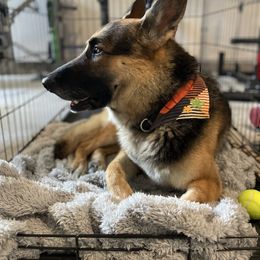 Rocco - German Shepherd