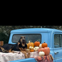 Laila - Black and tan Bloodhound puppy in Vanderpool, Texas from Kiwi Hunting Services