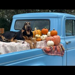 Laila - Black and tan Bloodhound puppy in Vanderpool, Texas from Kiwi Hunting Services
