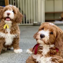 Australian Labradoodle Puppies from Cascade Canyon Labradoodles