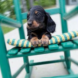 Blake - Black and tan male Dachshund puppy in Richmond, Virginia from Irresistible Dachshunds & Cavaliers