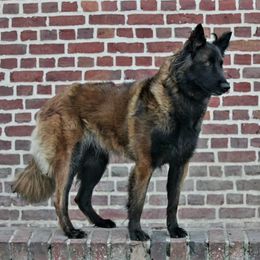 Tosca - Belgian Tervuren