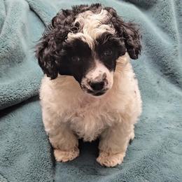 Cookie - Parti male Poodle puppy in Clatskanie, Oregon from Country Cottage Poodles