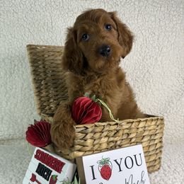 River - Red female Irish Doodle puppy in Galloway, Florida from Heavenly Poodles