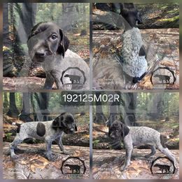 Boy 192125M02R - Black and white male German Shorthaired Pointer puppy in Moyie Springs, Idaho from Wier Farms GSP
