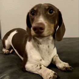 Oakley - Dachshund