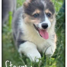 Stormy - Blue female Pembroke Welsh Corgi puppy in Nortonville, Kansas from Low Riders Corgis & Mini Aussies