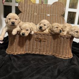Golden Retriever Puppies from Golden Poppy Retrievers