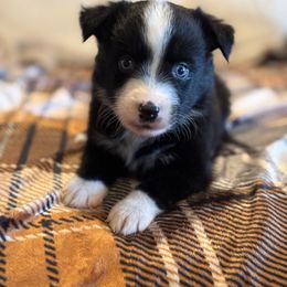 Yellow - Black tri female Miniature Australian Shepherd puppy in Arizona from Country Charm Mini Aussies