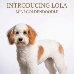 Lola - Goldendoodle