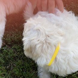 Coton de Tulear Puppies from Smoky Mountains Cotons
