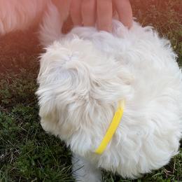 Coton de Tulear Puppies from Smoky Mountains Cotons